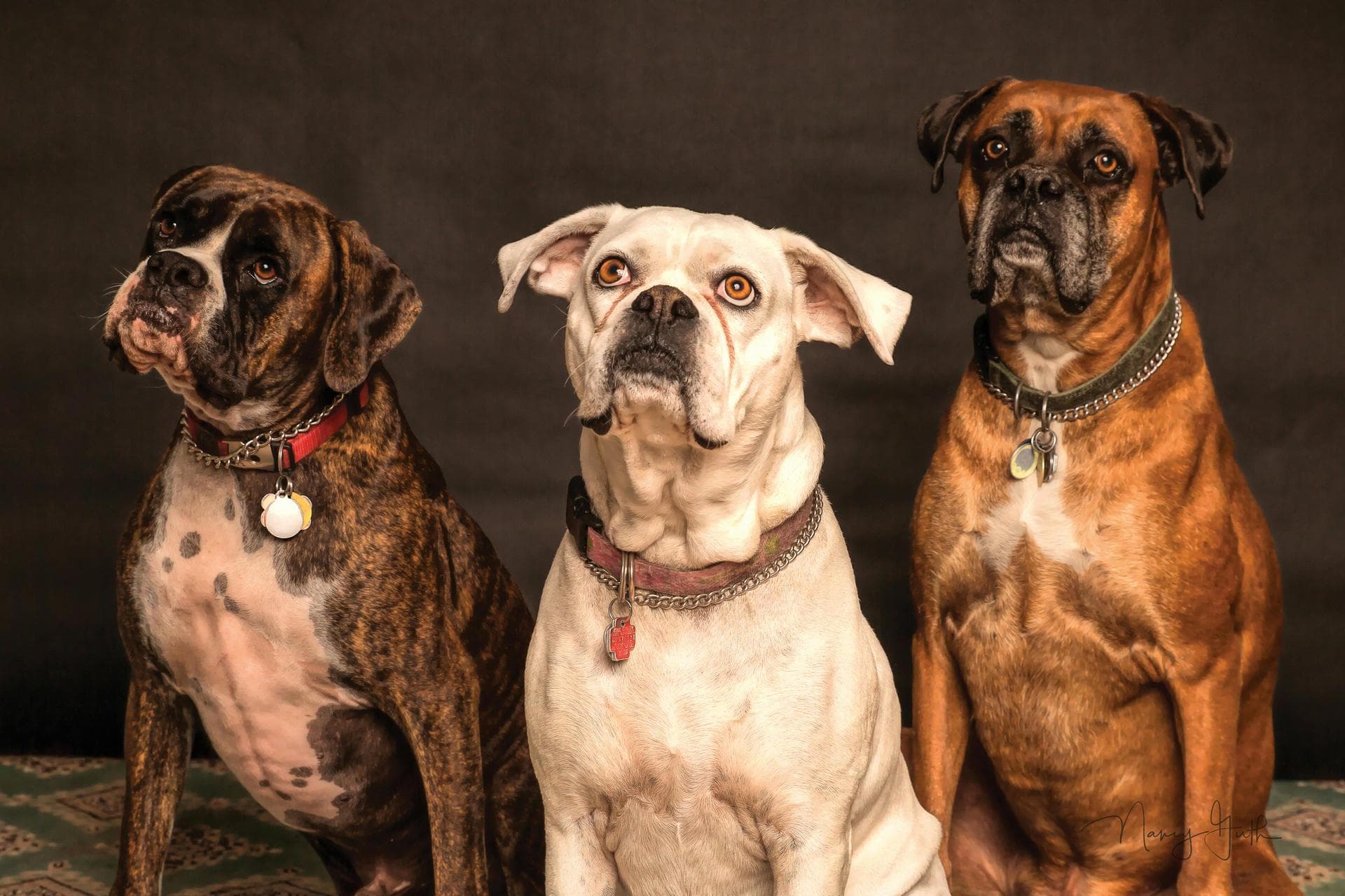 Best Vets in Denver